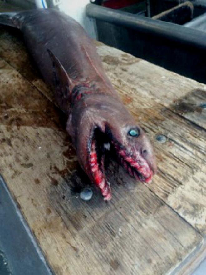 The frilled shark is believed to be responsible for some of the ancient myths surrounding sea monsters - Rare and terrifying frilled shark catch in Victorian waters  © SEFTIA